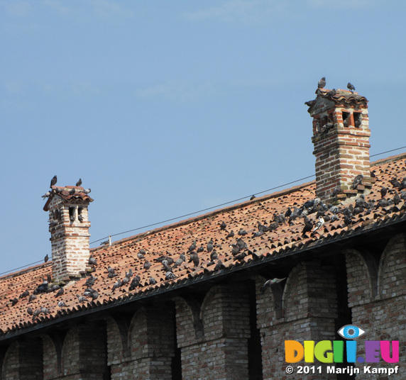 SX19381 Pigeons on Castelvecchio Castle roof, Verona, Italy
